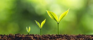 النمو السريع